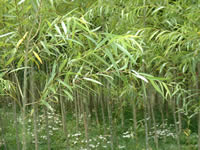 peking willow