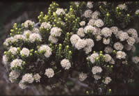 Click on image for larger picture