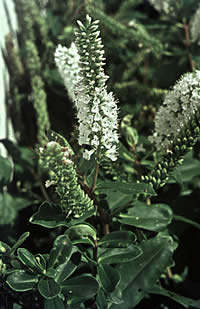 Click on image for larger picture