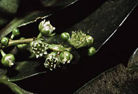 Click on image for larger picture