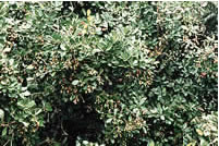 Click on image for larger picture