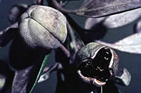 Click on image for larger picture