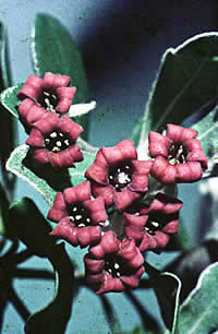 Click on image for larger picture