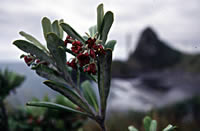 Click on image for larger picture