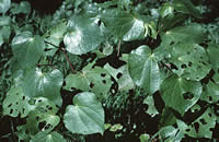 Click on image for larger picture