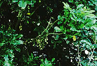 Click on image for larger picture