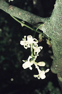 Click on image for larger picture