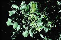 Click on image for larger picture