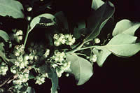 Click on image for larger picture