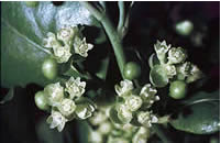 Click on image for larger picture