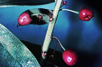 Click on image for larger picture