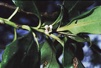 Click on image for larger picture