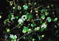 Click on image for larger picture