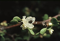 Click on image for larger picture