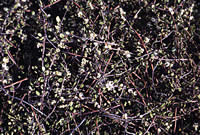 Click on image for larger picture