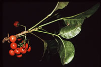 Click on image for larger picture