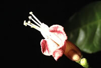 Click on image for larger picture