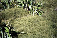 Click on image for larger picture