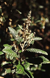 Click on image for larger picture