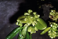 Click on image for larger picture