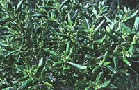 Click on image for larger picture