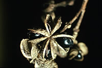 Click on image for larger picture