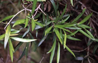 Click on image for larger picture