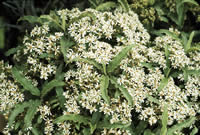 Click on image for larger picture