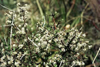 Click on image for larger picture