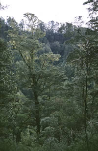 Click on image for larger picture