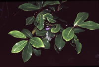 Click on image for larger picture