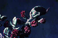 Click on image for larger picture