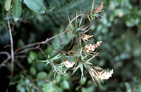 Click on image for larger picture