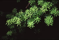 Click on image for larger picture