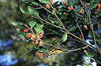 Click on image for larger picture