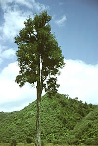 Click on image for larger picture