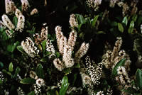 Click on image for larger picture