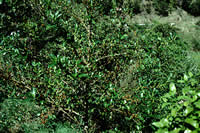 Click on image for larger picture