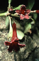 Click on image for larger picture