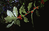 Click on image for larger picture