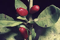 Click on image for larger picture