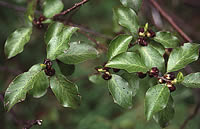 Click on image for larger picture