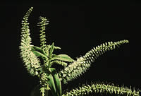 Click on image for larger picture