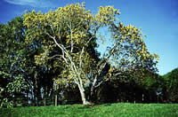 Click on image for larger picture