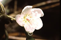 Click on image for larger picture