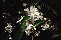 Click on image for larger picture