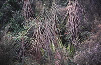 Click on image for larger picture