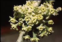 Click on image for larger picture