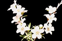 Click on image for larger picture