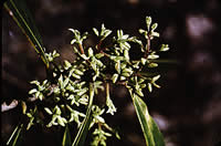 Click on image for larger picture